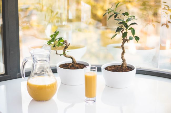 Square One Juice Formula